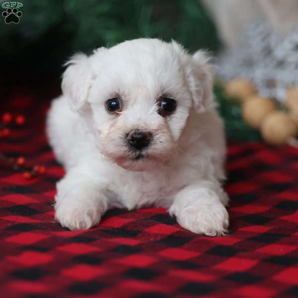 Tinsel, Bichon Frise Puppy